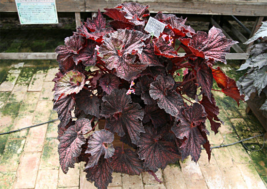 B. ‘Red Pearl’